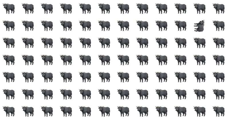 Odd One Out Fellow Puzzle – Can You Solve It?