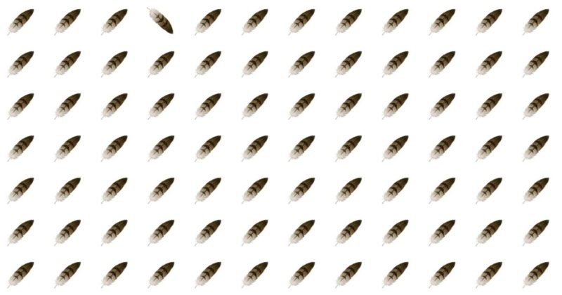 Spot The Odd Fellow Quiz – Only Experts Can Ace This!