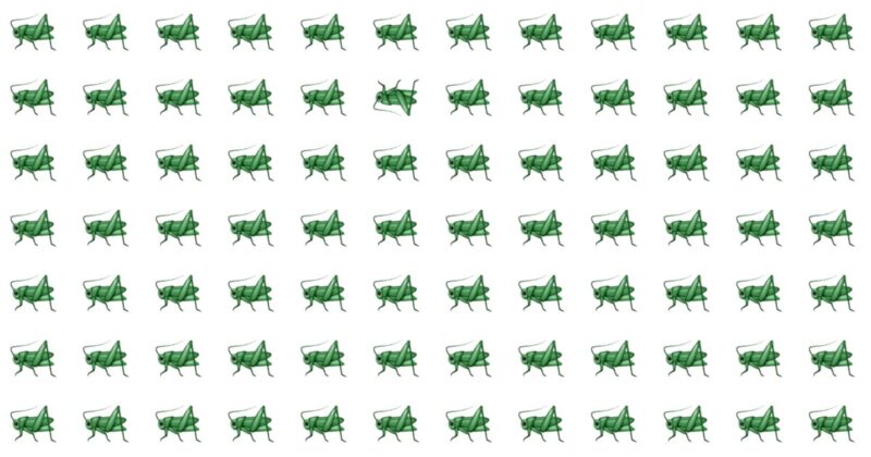 This Odd One Out Quiz Will Determine Your Visual Perception Talents In 60 Seconds